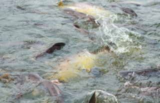 Budidaya Ikan Patin