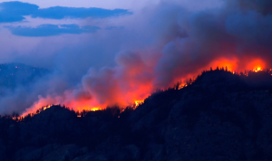 Kebakaran Hutan di Los Angeles