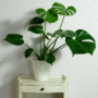 Monstera deliciosa