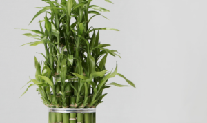 Lucky Bamboo