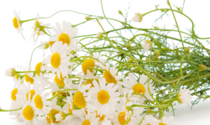 chamomile