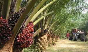 Dampak Perkebunan Kelapa Sawit