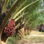 Dampak Perkebunan Kelapa Sawit