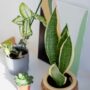 Manfaat Lidah Mertua untuk Rumah