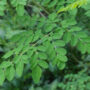 Daun Kelor