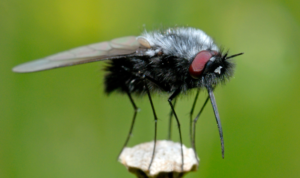 Lalat Hitam
