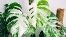 Monstera