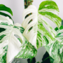 Monstera
