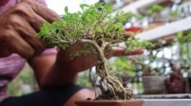 Perawatan Tanaman Bonsai