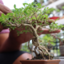 Perawatan Tanaman Bonsai