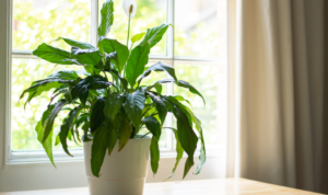bunga peace lily