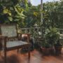 Tanaman yang Cocok untuk Halaman Rumah