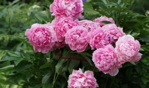 Bunga Peony