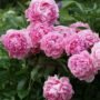 Bunga Peony