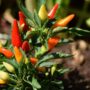 Solusi Berkebun di Lahan Kering