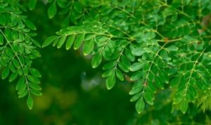 Daun Kelorr