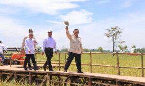 Panen Serentak