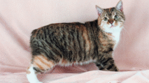 Kucing Manx
