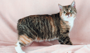 Kucing Manx