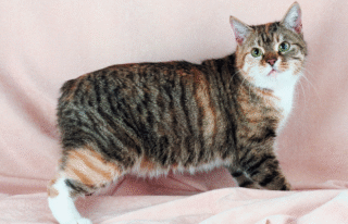 Kucing Manx