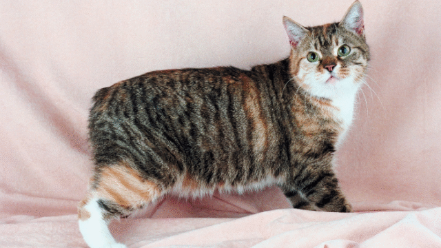 Kucing Manx