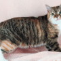 Kucing Manx
