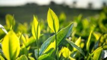 Daun Teh