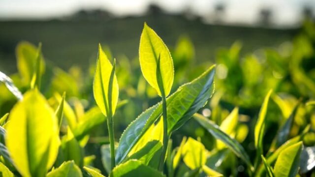 Daun Teh