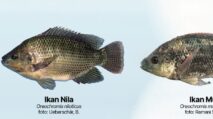 Perbedaab Nila dan Mujair