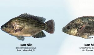 Perbedaab Nila dan Mujair