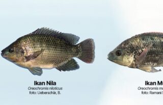 Perbedaab Nila dan Mujair