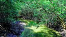 Hutan Mangrove