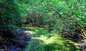 Hutan Mangrove