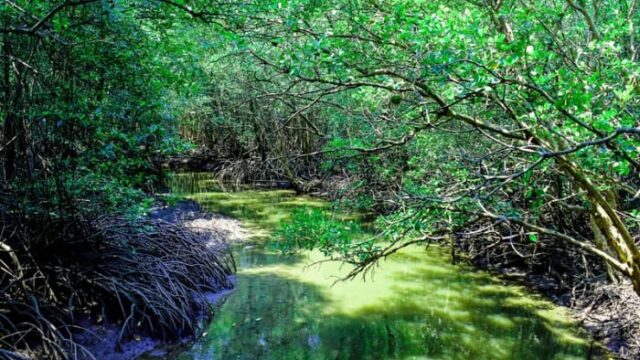 Hutan Mangrove