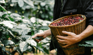 kopi
