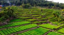 Sawah