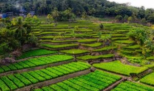 Sawah