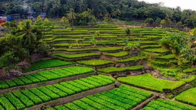 Sawah