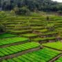 Sawah