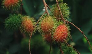Rambutan