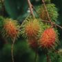 Rambutan