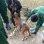 Dukung Gerakan BUSER, Mahasiswa Polbangtan Kementan Jadi Garda Terdepan Kendalikan Rabies di Bone