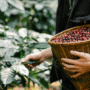 Kopi, Cokelat, dan Anggur Terancam Perubahan Iklim: Studi Ungkap Pendinginan Matahari Bukan Solusi