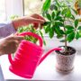 Lupa Nyiram? Tenang, Tanaman Hias Ini Tetap Tahan Banting!