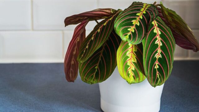 Tanaman calathea