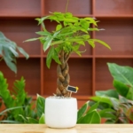 Tiga Tanaman Hias Besar yang Dapat Memberi Keteduhan dan Kesan Tinggi pada Rumah