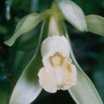 Eksotis tapi Menantang! Panduan Menanam Anggrek Vanila hingga Berbuah