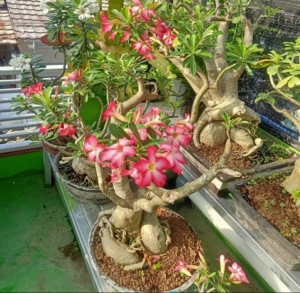 Bonggol Kamboja Sering Busuk? Ini Cara Merawatnya agar Tetap Sehat