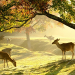 Menikmati Perjalanan Wisata di Jepang dengan Transportasi dan Paket Tur Terpercaya