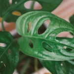 Rekomendasi Tanaman Hias Berdaun Lebar untuk Mempercantik Ruangan